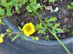 Ranunculus marginatus
