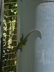 Anolis leachii