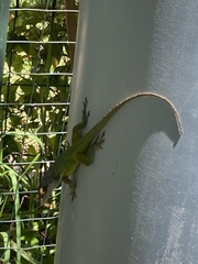Anolis leachii