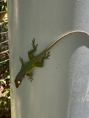 Anolis leachii