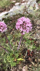 Valeriana tuberosa