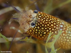 Gnathophyllum elegans