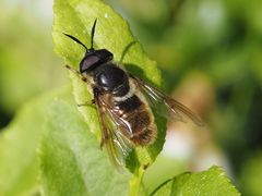 Callicera aenea