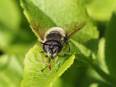 Callicera aenea