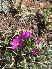 Primula angustifolia