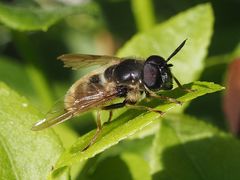 Callicera aenea