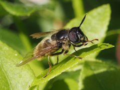 Callicera aenea