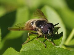 Callicera aenea