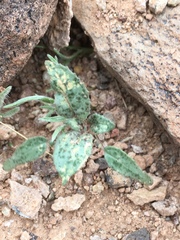 Chylismia brevipes