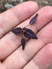 Chylismia brevipes