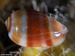 Gibberula
