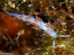 Flabellina dushia