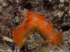 Plocamopherus maderae
