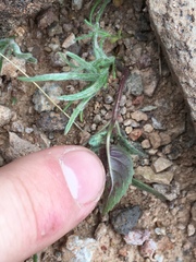 Chylismia brevipes