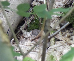 Clethrionomys glareolus