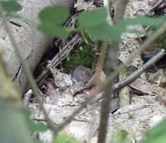 Clethrionomys glareolus