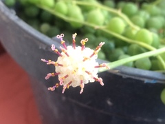 Curio rowleyanus
