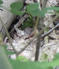 Clethrionomys glareolus