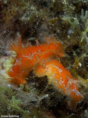 Plocamopherus maderae