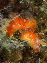 Plocamopherus maderae