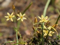 Triteleia ixioides