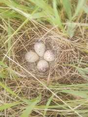 Bartramia longicauda