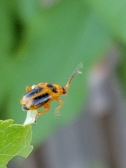 Phyllobrotica