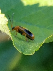 Phyllobrotica