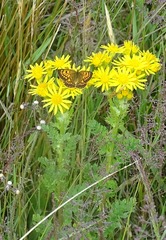 Lycaena salustius