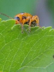 Phyllobrotica