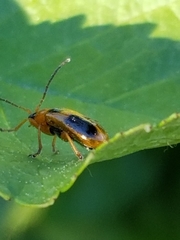 Phyllobrotica