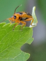 Phyllobrotica