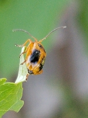 Phyllobrotica