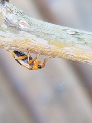 Phyllobrotica