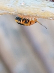 Phyllobrotica