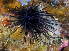 Diadema africanum