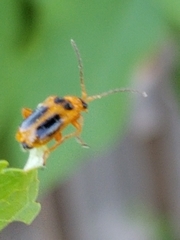 Phyllobrotica