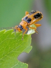 Phyllobrotica