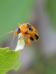 Phyllobrotica