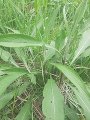 Centaurea jacea