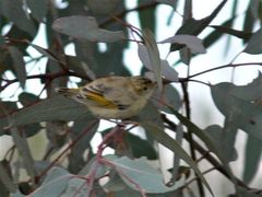 Pardalotus rubricatus