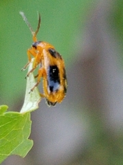Phyllobrotica