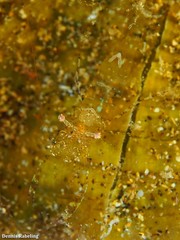 Periclimenes scriptus