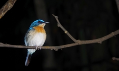 Cyornis turcosus
