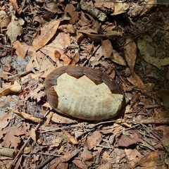 Sternotherus