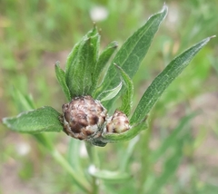 Centaurea jacea