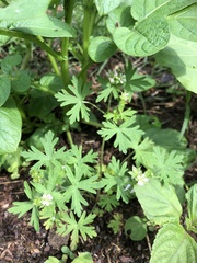 Geranium carolinianum carolinianum