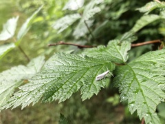 Eucalantica polita