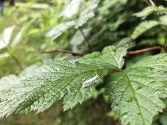 Eucalantica polita
