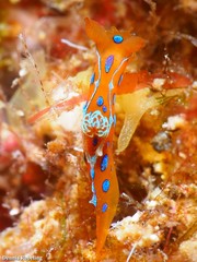 Polycera elegans